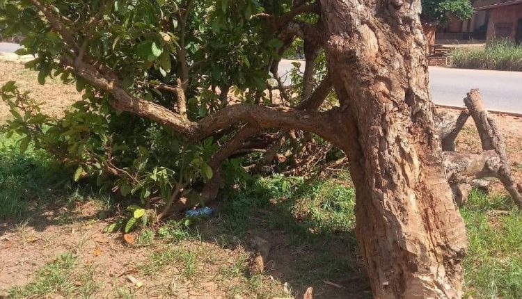 Historical Cola Tree Believed To Have Been Planted By Famous Komfo